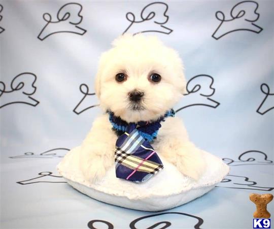 lvpuppyheaven Picture 2